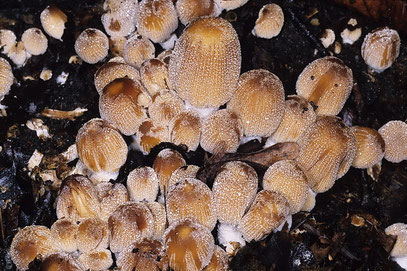 Coprinellus micaceus Glimmer-Tintling