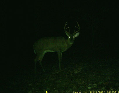 Black Buck 2012