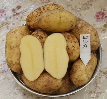 我が家の旬 ジャガイモ ピルカ まさじいのたそがれ