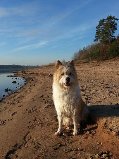 Urlaub mit Hund