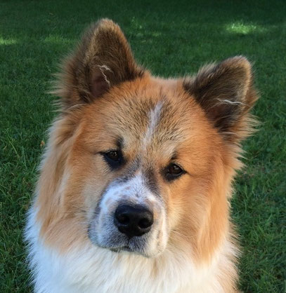 Familienhund Assistenz Therapie Schulhund Zweithund Dritthund