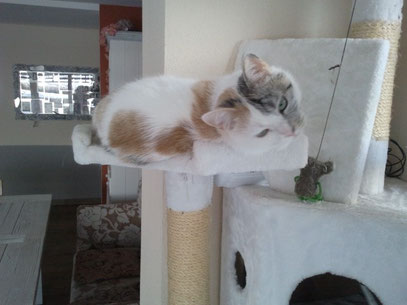 Hund und Katze Elo und Katze Familienhund und Katze