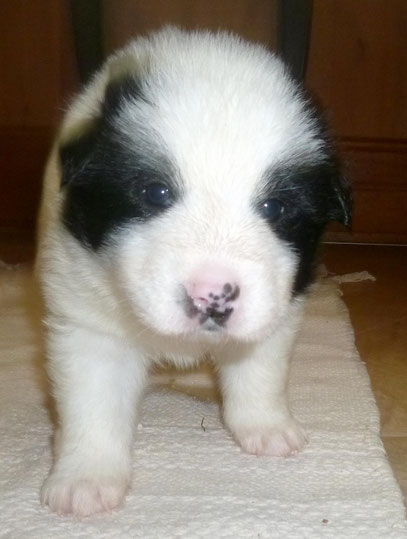 Welpe Elo Glatt 4. Woche