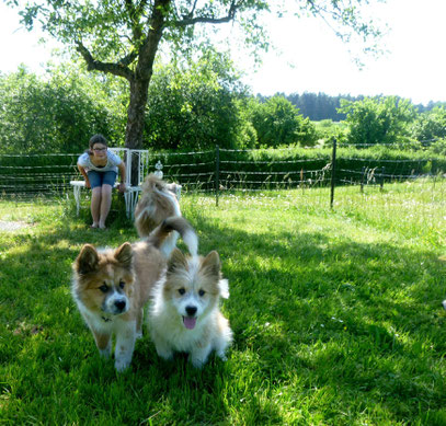 Elo Familienhund Züchter Franken Bayern Ansbach