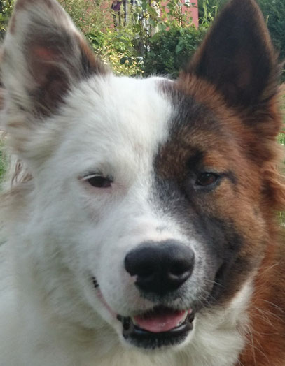 Hund für Therapie