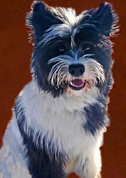 gutes Erziehungsbuch Hund