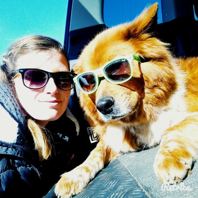 Coole Hunderasse
