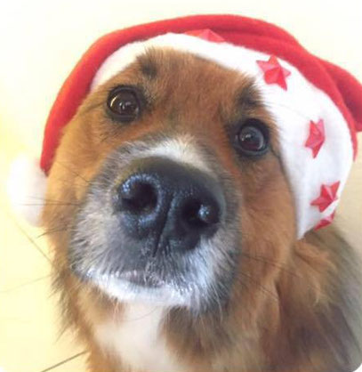 Hund sucht Familie