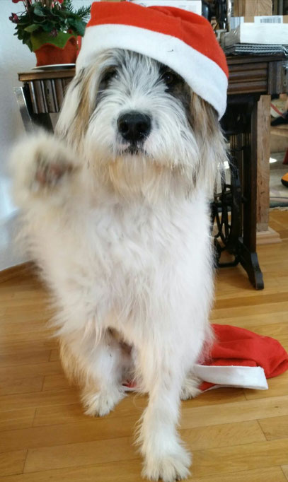 robuster Familienhund