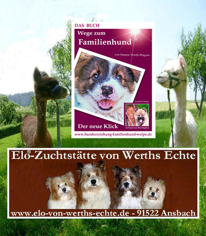 kinderfreundlicher Hund