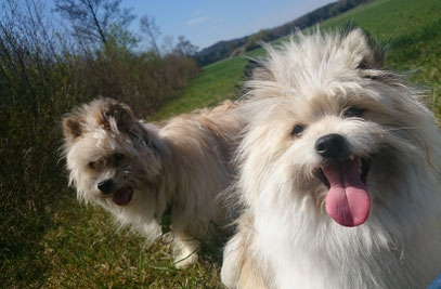 kleinbleibende Hunde