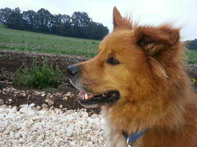 Elo Groß Glatt großer kleiner mittel lang Therapiehund Begleithund