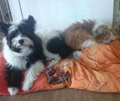 Familienhund Welpe Elo Franken