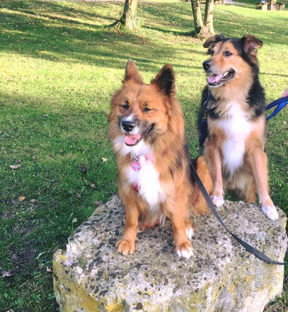 Mehrhundehaltung