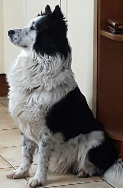 Entspannter Familienhund Elo Glatthaar