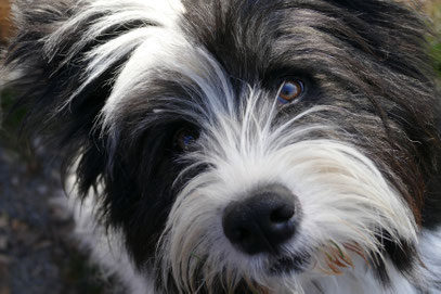 Rasse Besuchshund Therapiehund
