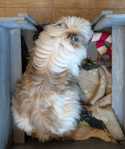 Imea in Higgins seiner Schlafbox