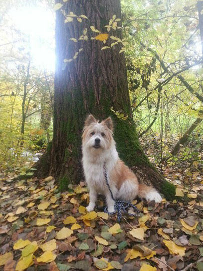 Hund einfach kaufen Züchter Ansbach Franken