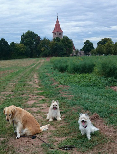 Hund klein Rasse langhaar wuschelig rau Elo in klein 
