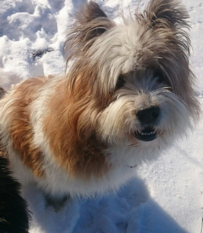 Lpf-Hund