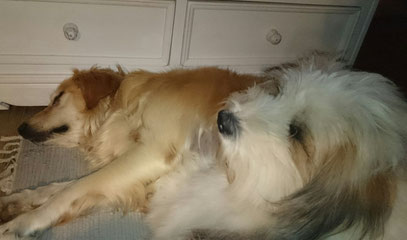 Freundliche Familienhunde 