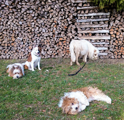Die Elo®s Pookie, Quamie, Samba und Mini-Pony Laziza