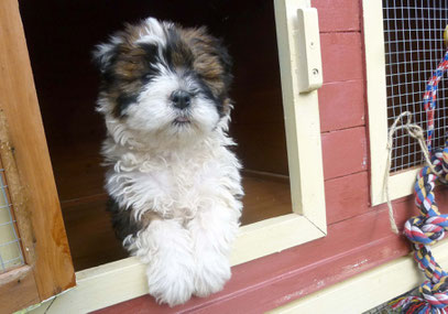 Wuscheliger Hund klein Elo Welpe