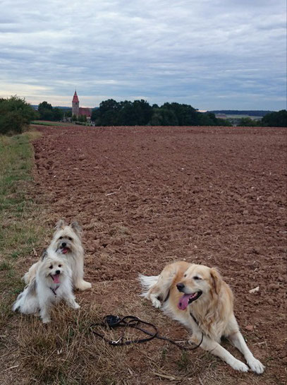 Kleine Familienhunde wuschelig glatt Hunde Hunderasse