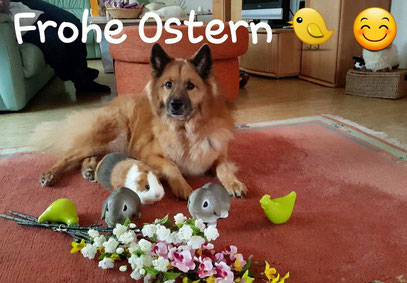 Friedlicher Hund wenig Jagdtrieb