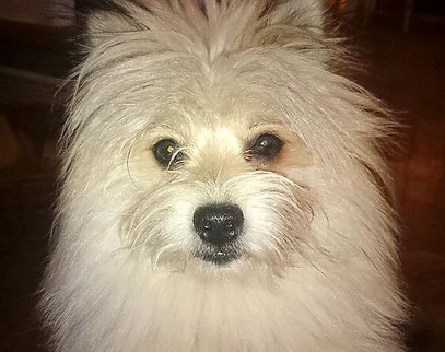 Kleinbleibender Familienhund aktive Familie