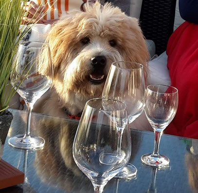 Restaurant mit Hund 