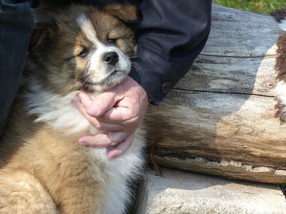 Elo Familienhund die richtige Erziehung