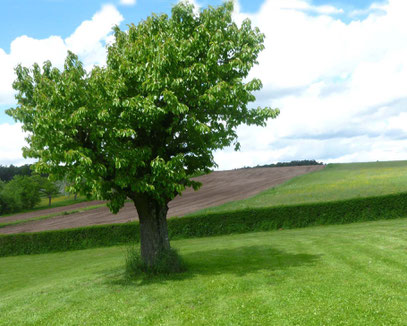 Im neuen Zuhause wird sie jetzt für immer über uns an dem alten Kirschbaum wachen.