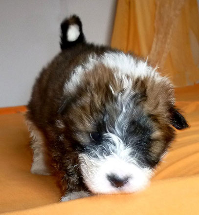 Familienhund Welpe Elo klein