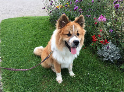 Elo Groß mittelgroß Langhaar Kurzhaar Familienhund Samu-Timo von Werths Echte