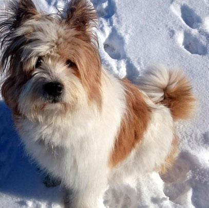 Hypohund