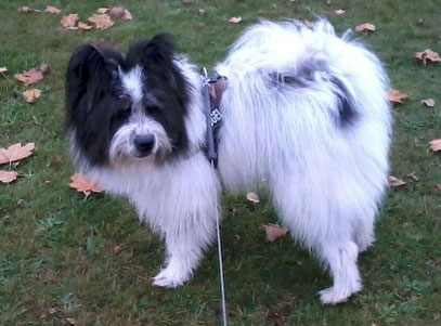 Othello Mogli Familienhund Elo Welpe Von Werths Echte
