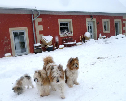 Einfache Hunderasse Ersthund Familie