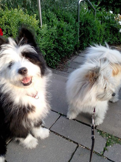 Elo Groß Rau Familienhund kindergeeignete Hunderasse