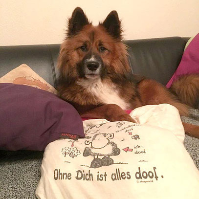 Familienhund Langhaar Glatthaar