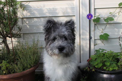 Familienhund Elo mittelgroß Rau Glatt wuschelig langhaar