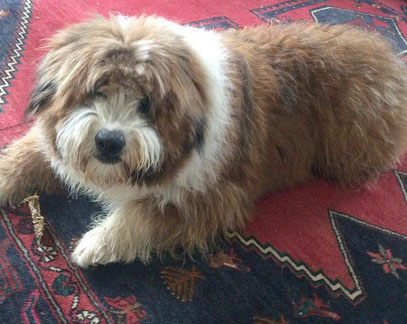 Wuscheliger Familienhund klein mittelgroß groß