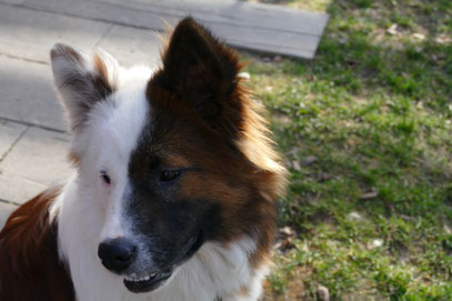Hund Erziehung