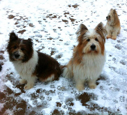 Elo Rau Glatt Welpe Züchter erwachsener Hund