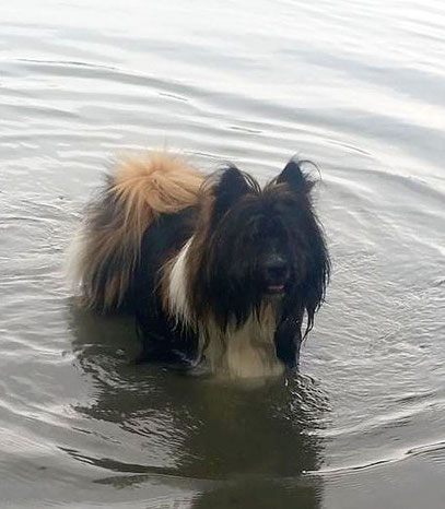 Familienhund Elo Klein Rau 