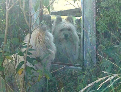 Klein Elo Rau Glatt kleiner wuscheliger Familienhund