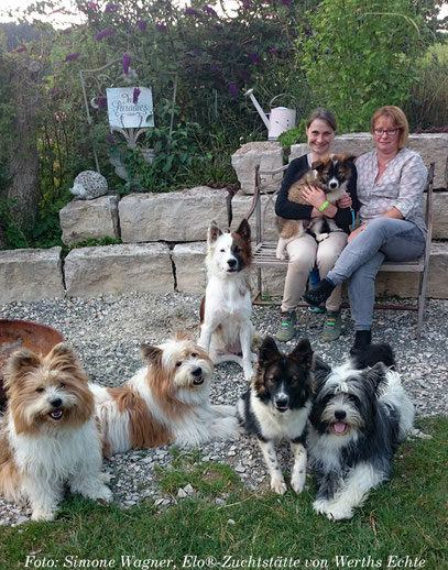 Familienhund, Schulhund, Therapie, Elo in Rauhaar und Glatthaar