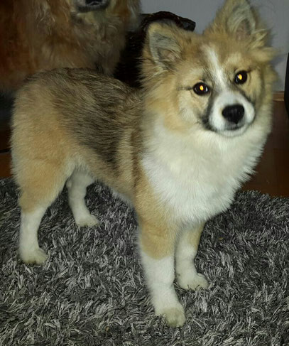 Schulhund