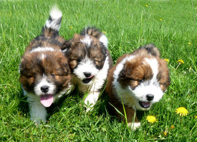 ´Welpe Familienhund mittelgroß