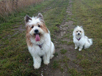 Elo gross und klein Familienhund wuschelig 6 kg 22 kg